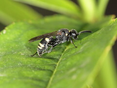 Nysson trimaculatus