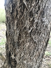 Eucalyptus bosistoana