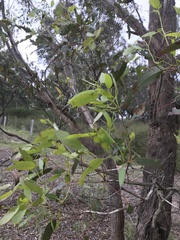 Eucalyptus bosistoana