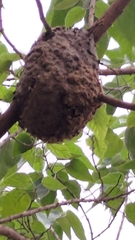 Crematogaster rogenhoferi