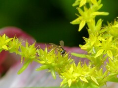 Sphaerophoria macrogaster