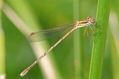 Austrolestes analis