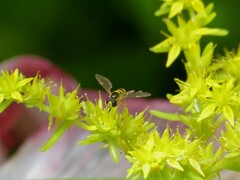 Sphaerophoria macrogaster