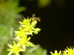 Sphaerophoria macrogaster