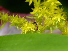 Sphaerophoria macrogaster