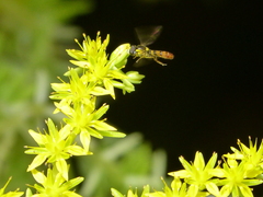 Sphaerophoria macrogaster