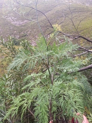 Notobubon gummiferum