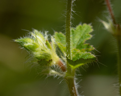 Pelargonium inodorum
