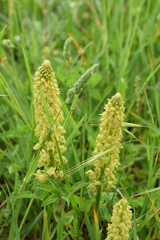 Orchis anthropophora