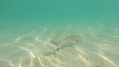 Carcharhinus melanopterus