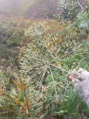 Notobubon gummiferum
