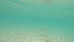 Carcharhinus melanopterus