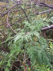 Notobubon gummiferum