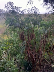 Notobubon gummiferum
