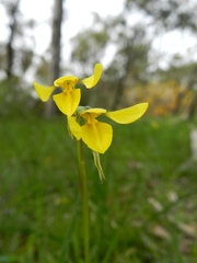 Diuris chryseopsis
