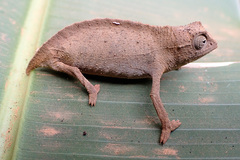 Chamaeleonidae