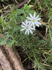 Stellaria pungens