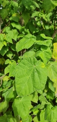 Sparrmannia africana