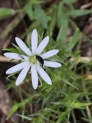 Stellaria pungens