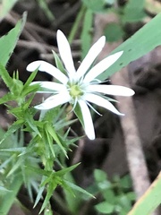 Stellaria pungens