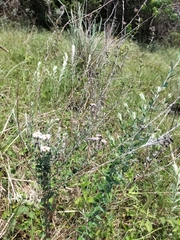 Athrixia phylicoides