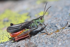 Stenobothrus rubicundulus