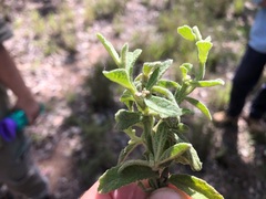 Pterocaulon redolens