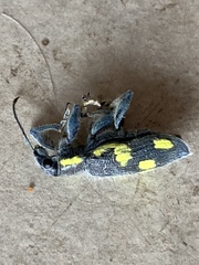 Polyclaeis longicornis