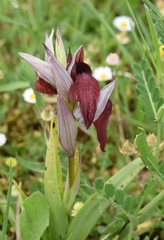 Serapias cordigera