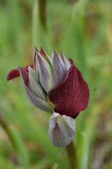 Serapias cordigera