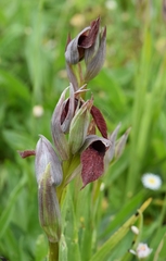 Serapias cordigera
