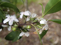 Myoporum petiolatum