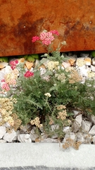 Achillea millefolium