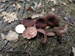 Lactarius serifluus