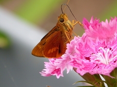 Cephrenes augiades