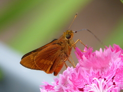 Cephrenes augiades