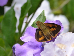 Cephrenes augiades