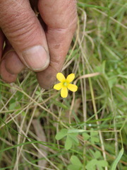 Oxalis perennans