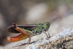 Stenobothrus rubicundulus