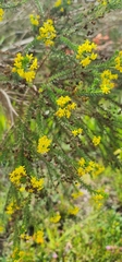 Euryops virgineus