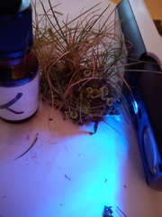 Cladonia chlorophaea