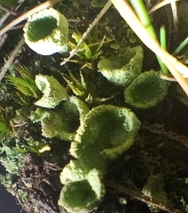 Cladonia chlorophaea