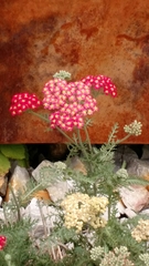 Achillea millefolium
