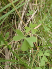 Oxalis perennans