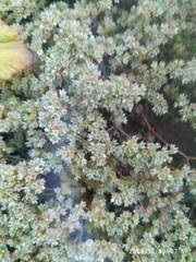 Scleranthus perennis