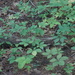 Parthenocissus quinquefolia - Photo (c) Sara Rall,  זכויות יוצרים חלקיות (CC BY-NC)