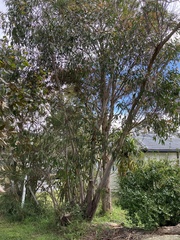 Eucalyptus burgessiana