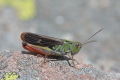 Stenobothrus rubicundulus