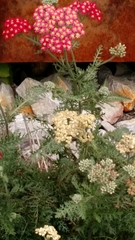 Achillea millefolium