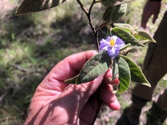 Solanum nemophilum